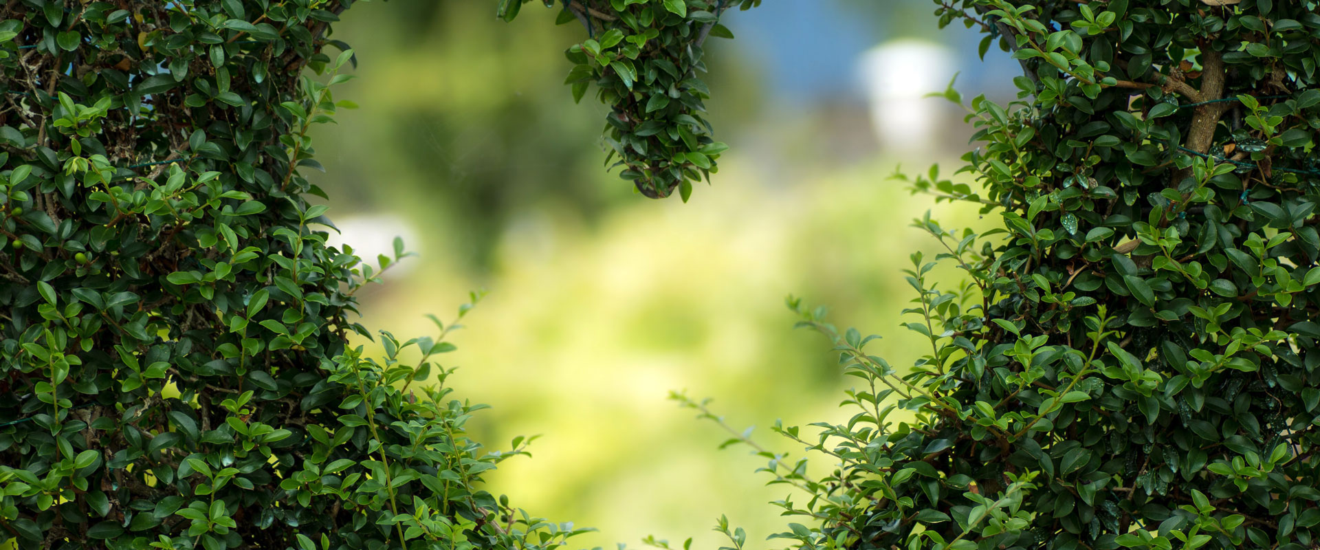 用綠色點綴世界, 用生機感動人心！