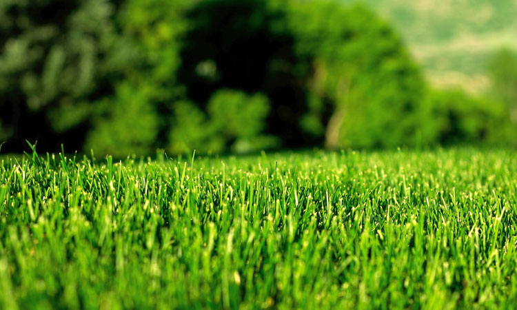 用綠色點綴世界，用生機感動人心