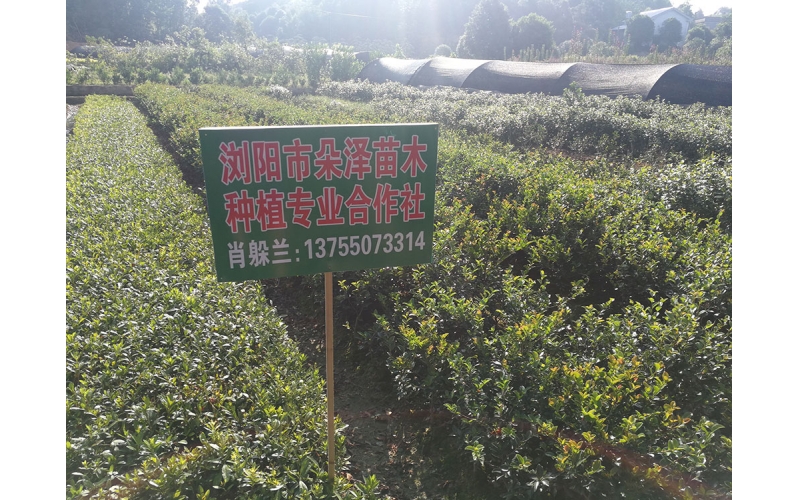 湖南華苑苗木基地實拍3