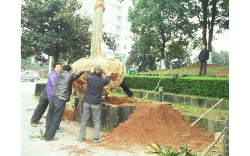 湖南華苑園林為長沙麓谷管委會打造宜居園區(qū)綠化項目